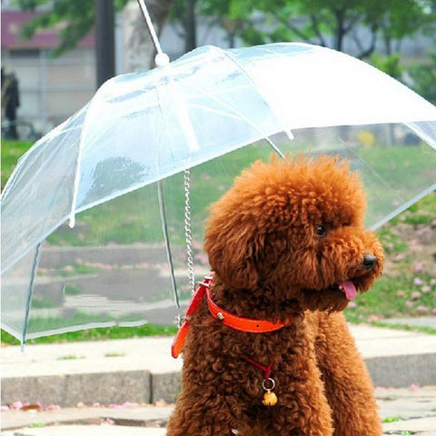 New For 2019 Transparent Dog Umbrella with Built-in Leash - 4 Terriers Only