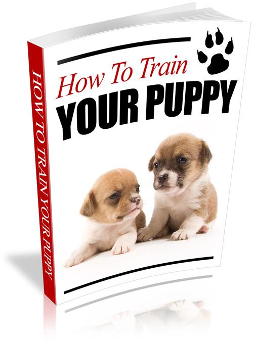 Your FREE Guide on How To Train Your Puppy - 4 Terriers Only